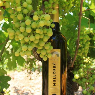 Vins Ecològics 2