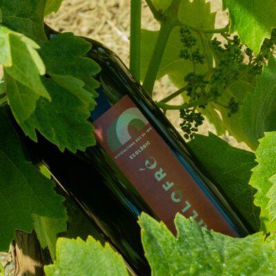 Vins Ecològics 3